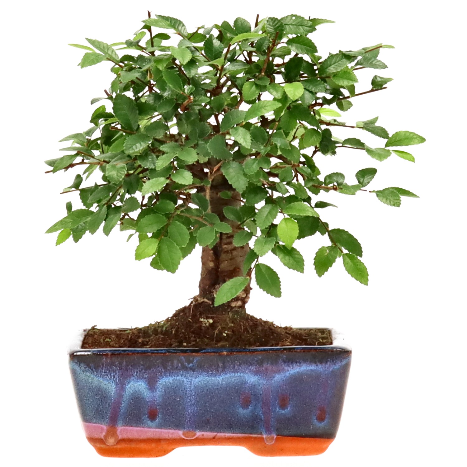 Orme de Chine, env. 7 ans (18 cm)