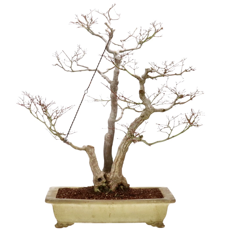bonsai.fallbackImageTitle bonsai.fallbackImageTitle