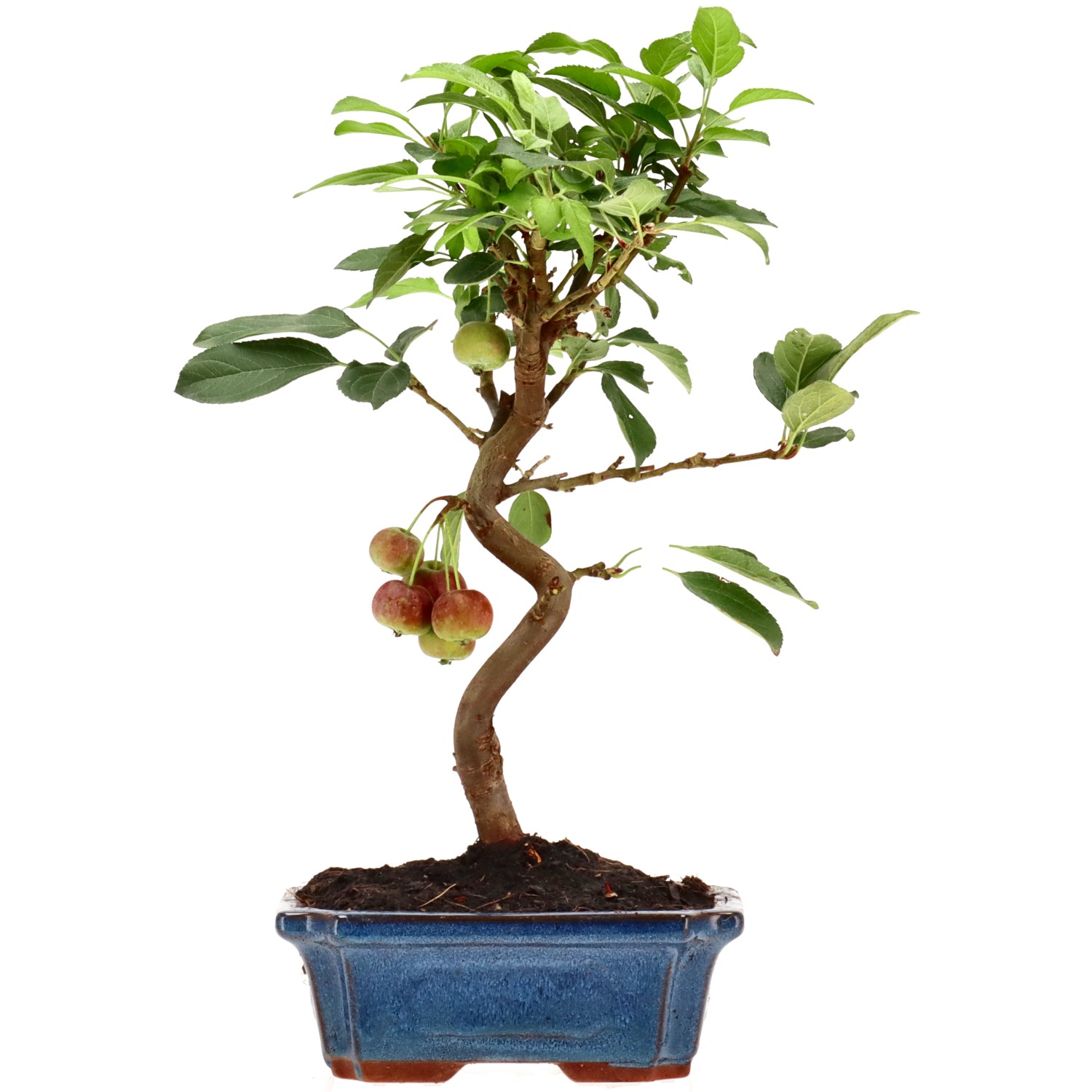 Zierapfel, ca. 10 J. (33 cm)