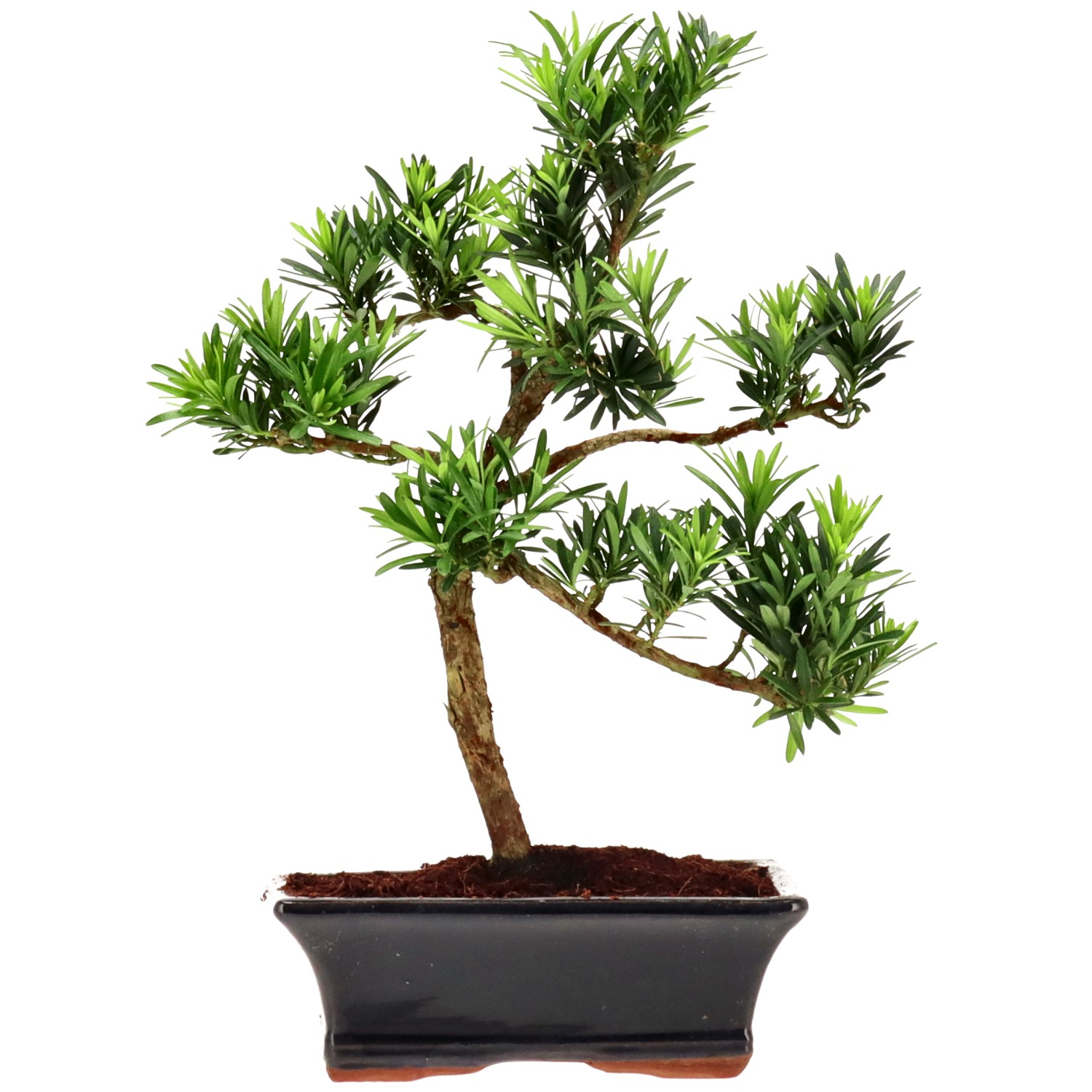 Chin. Steineibe, ca. 10 J. (32 cm)