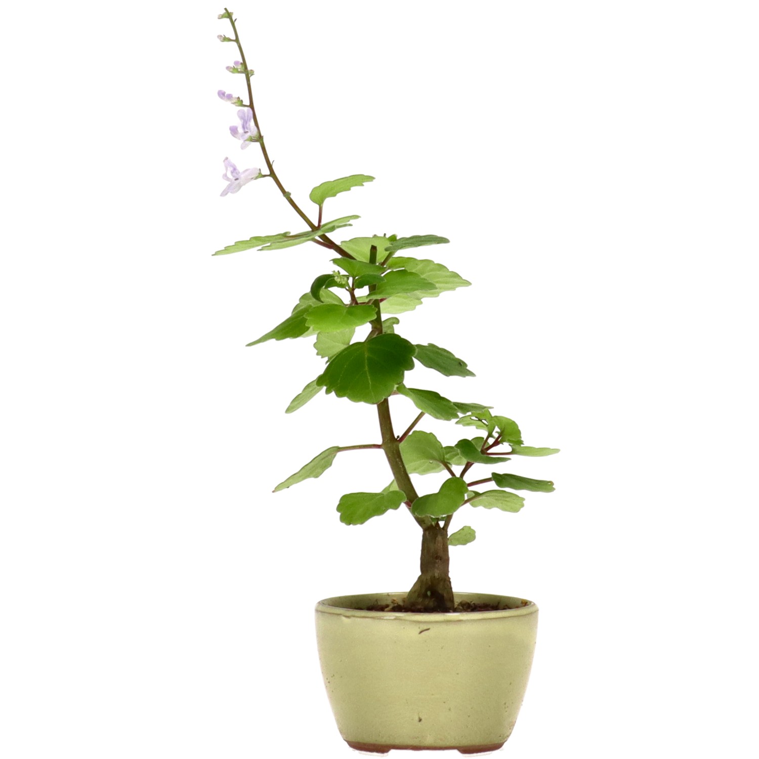 Plectranthus, aprox. 1 años (15 cm)