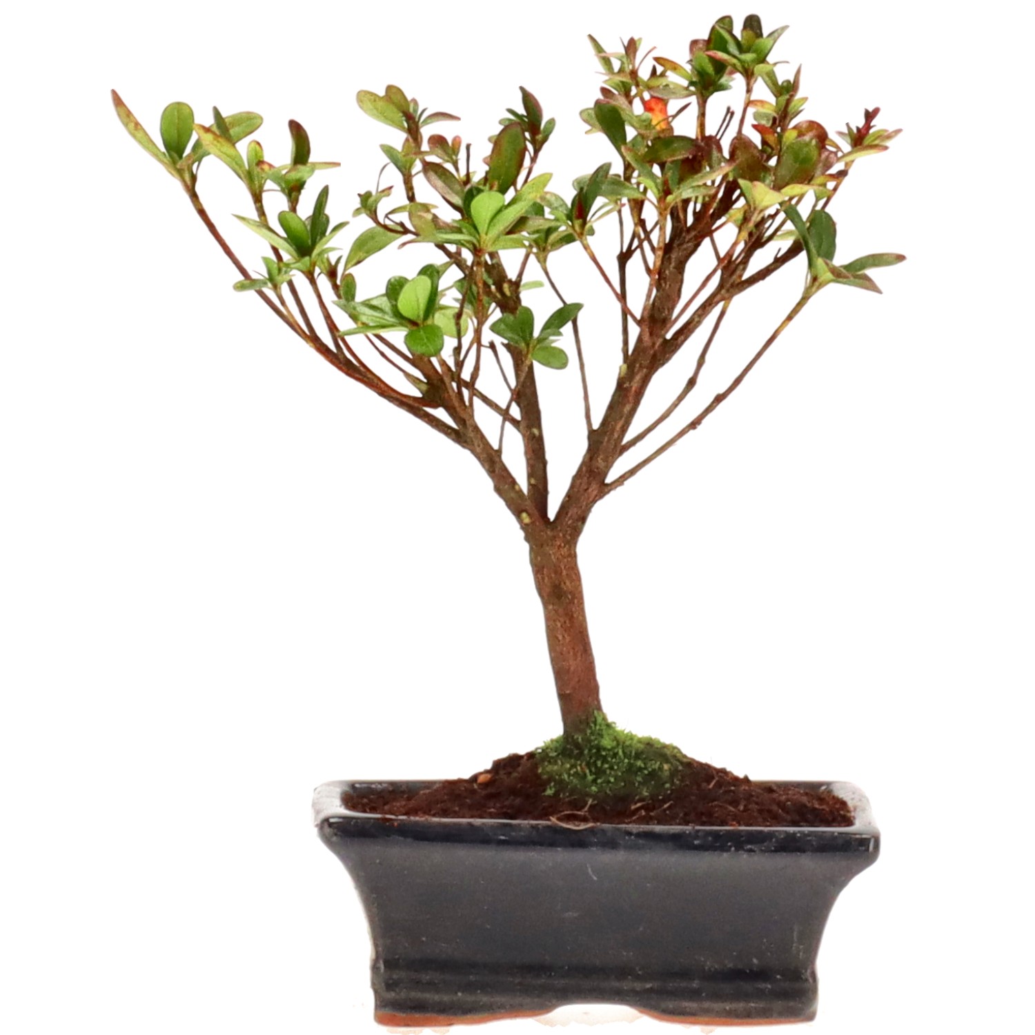 Azalea giapponese (Osakazuki), ca. 7 anni (22 cm)