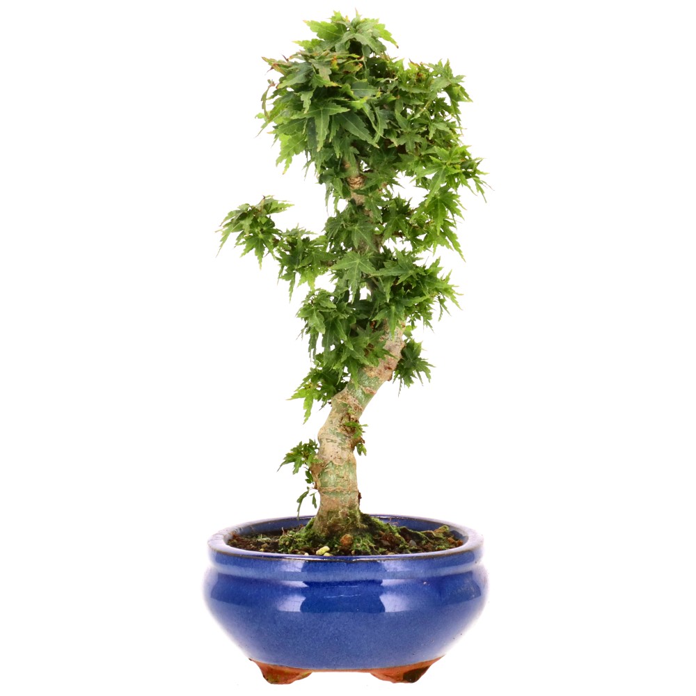 bonsai.fallbackImageTitle