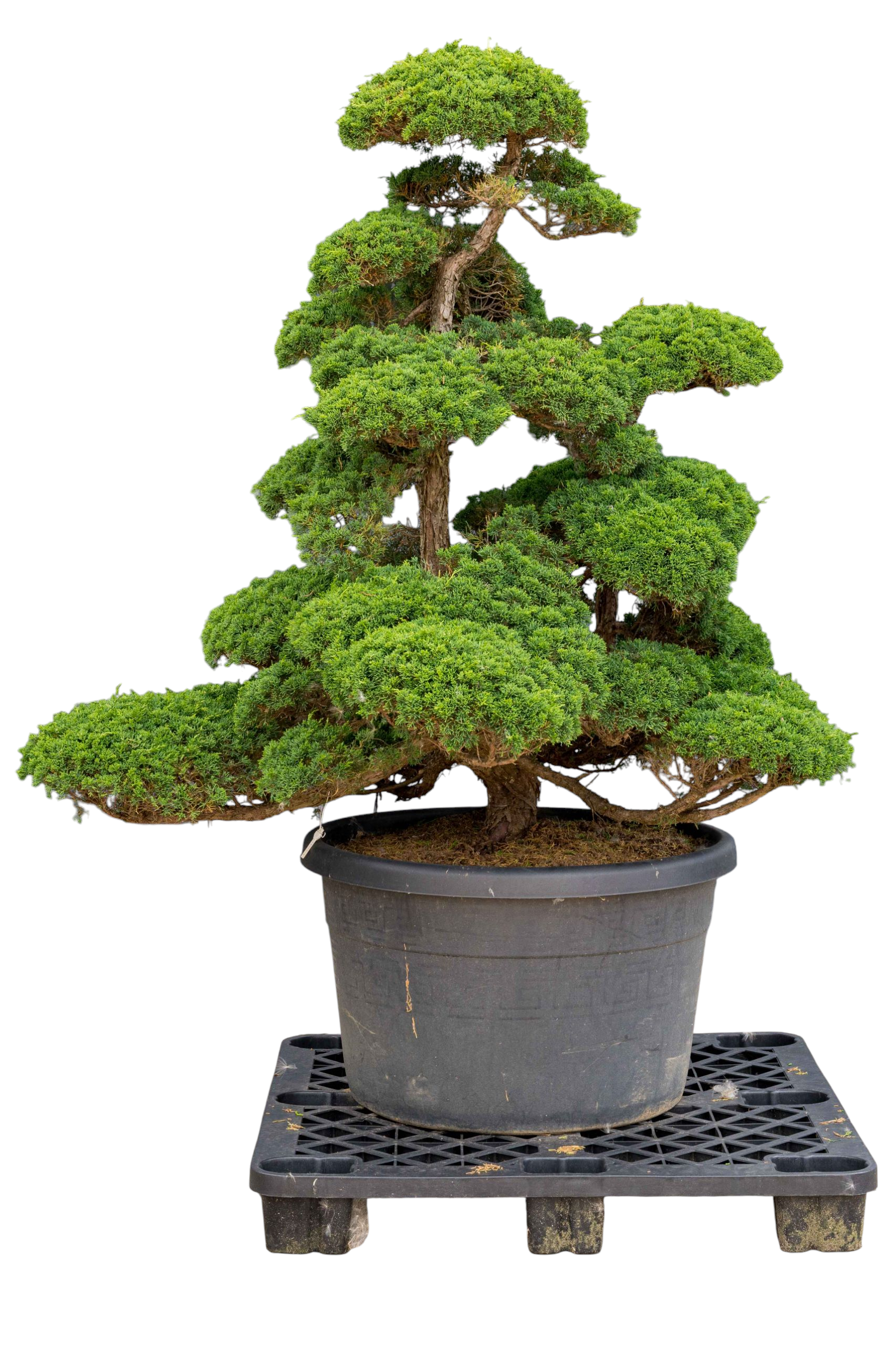 bonsai.fallbackImageTitle
