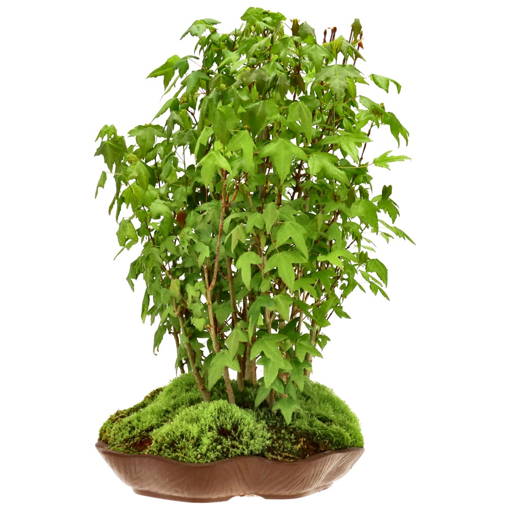 Érable trident, env. 5 ans (40 cm)