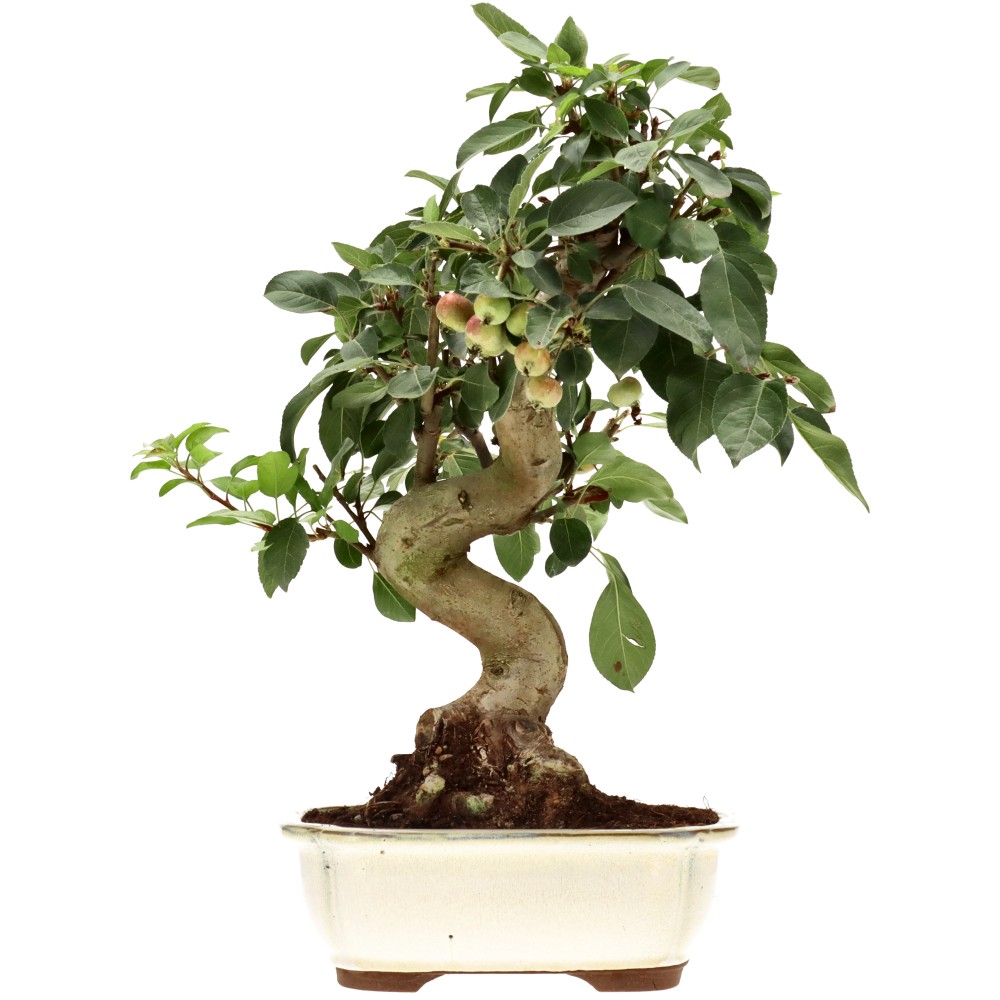 Zierapfel, ca. 17 J. (42 cm)