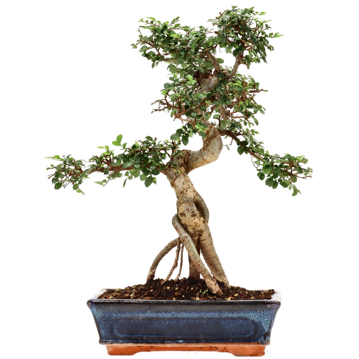 Chinese elm, approx. 12 y. (36 cm)