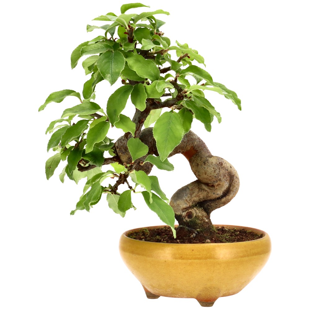 Membrillo chino, aprox. 14 años (24 cm)