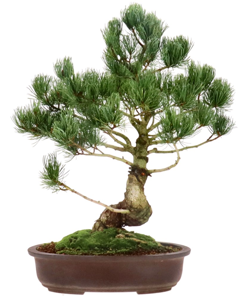 bonsai.fallbackImageTitle bonsai.fallbackImageTitle