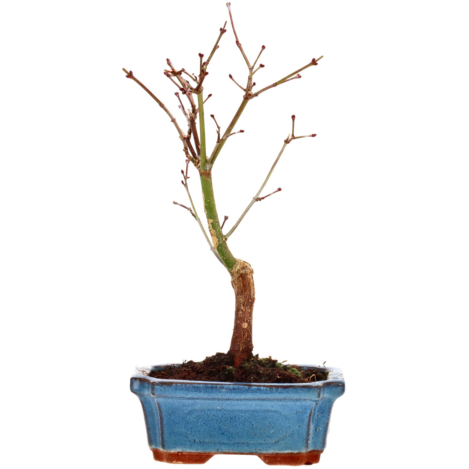 Jap. Maple (Deshojo), approx. 7 y. (27 cm)