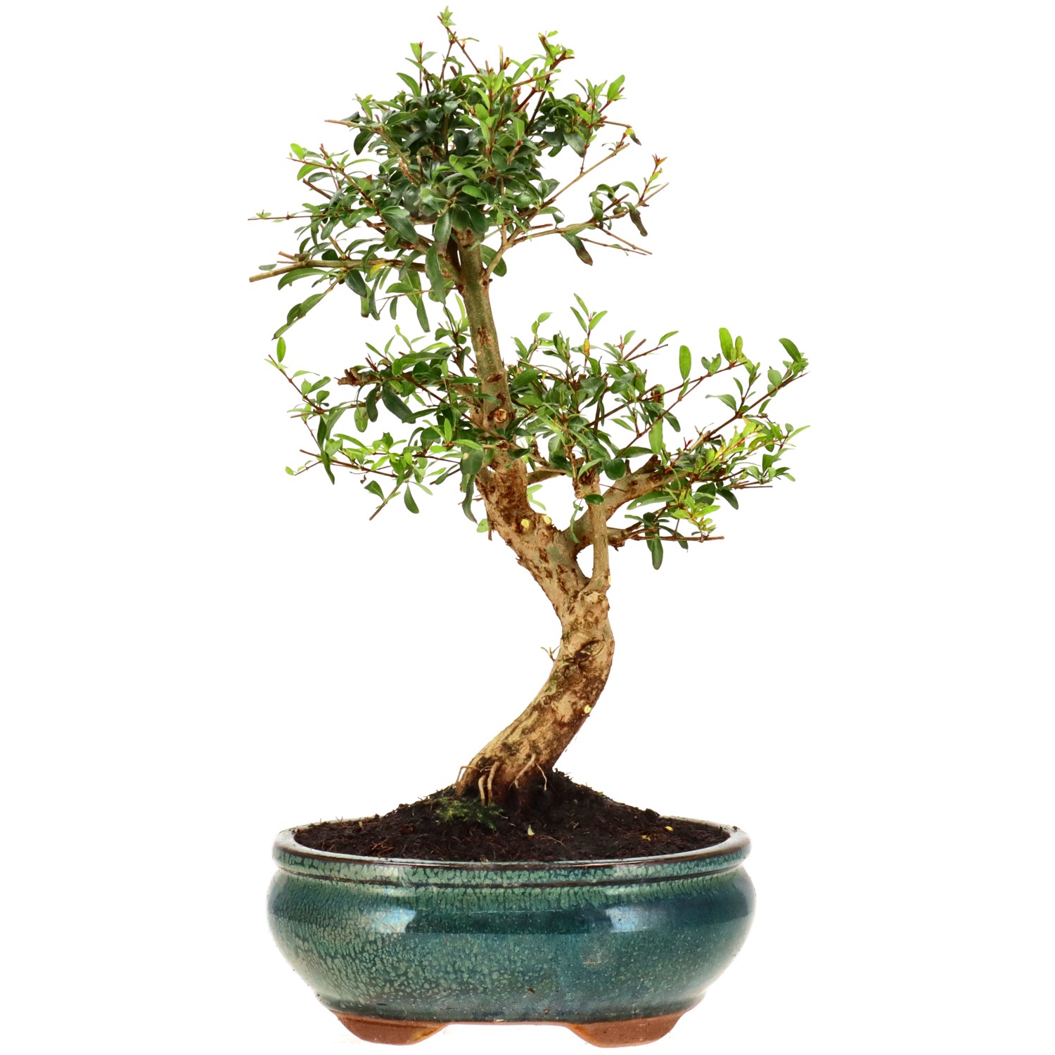 Pomegranate, approx. 10 y. (30 cm)