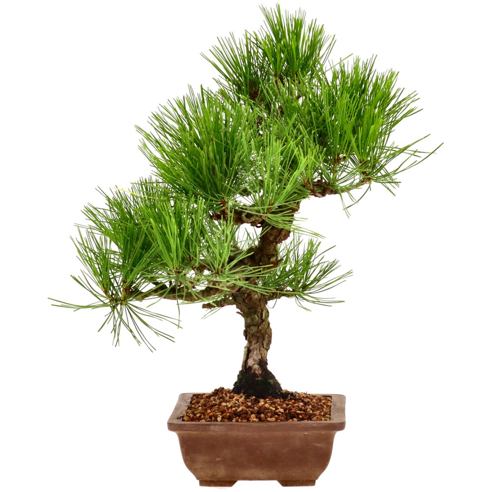 bonsai.fallbackImageTitle bonsai.fallbackImageTitle
