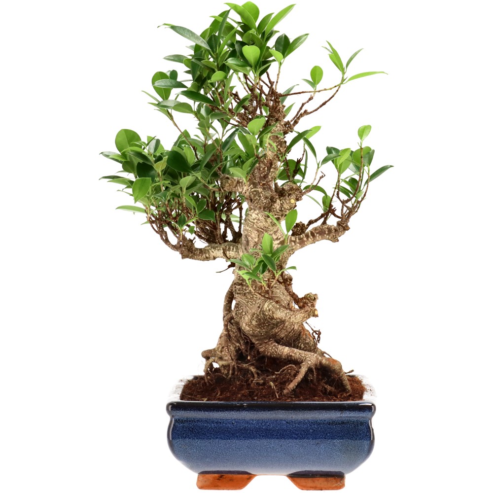 Ficus Retusa, aprox. 22 años (37 cm)