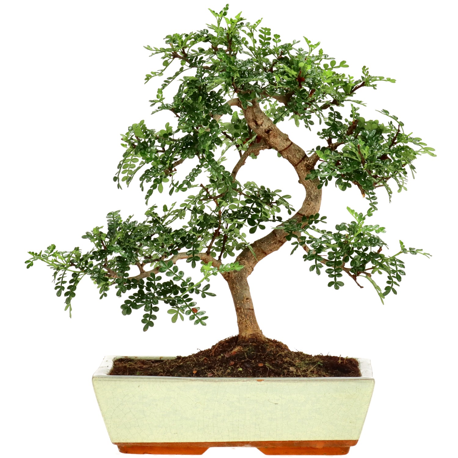 Szechuan pepper, approx. 15 y. (36 cm)