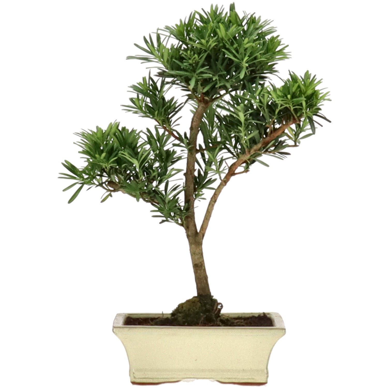 Pino cinese, ca. 9 anni (35 cm)