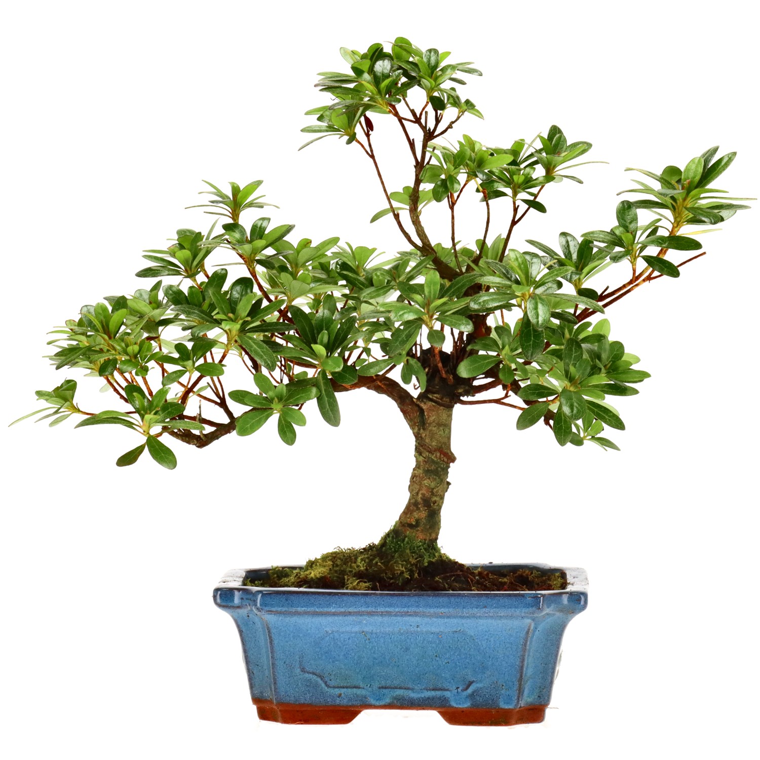 Jap. Azalee (Osakazuki), ca. 10 J. (27 cm)