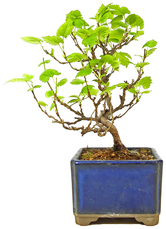 Maulbeerbaum, ca. 10 J. (19 cm) bonsai.fallbackImageTitle