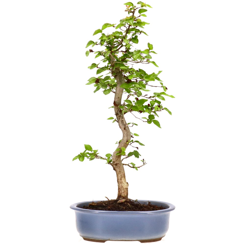 bonsai.fallbackImageTitle