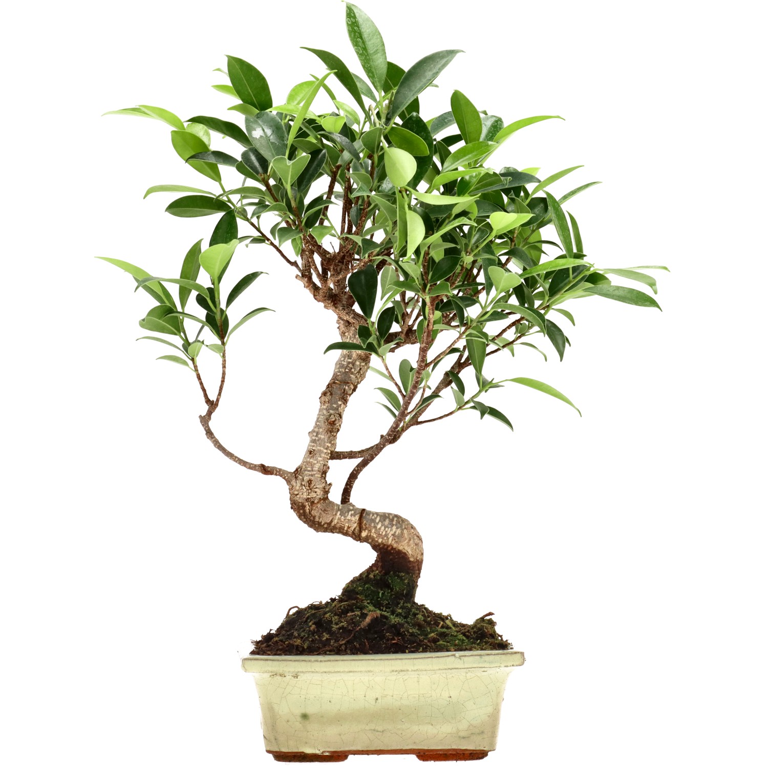 Ficus Retusa, ca. 7 anni (31 cm)