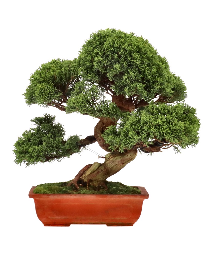 bonsai.fallbackImageTitle bonsai.fallbackImageTitle