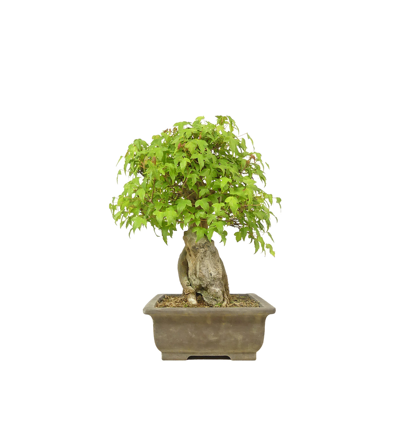 bonsai.fallbackImageTitle bonsai.fallbackImageTitle