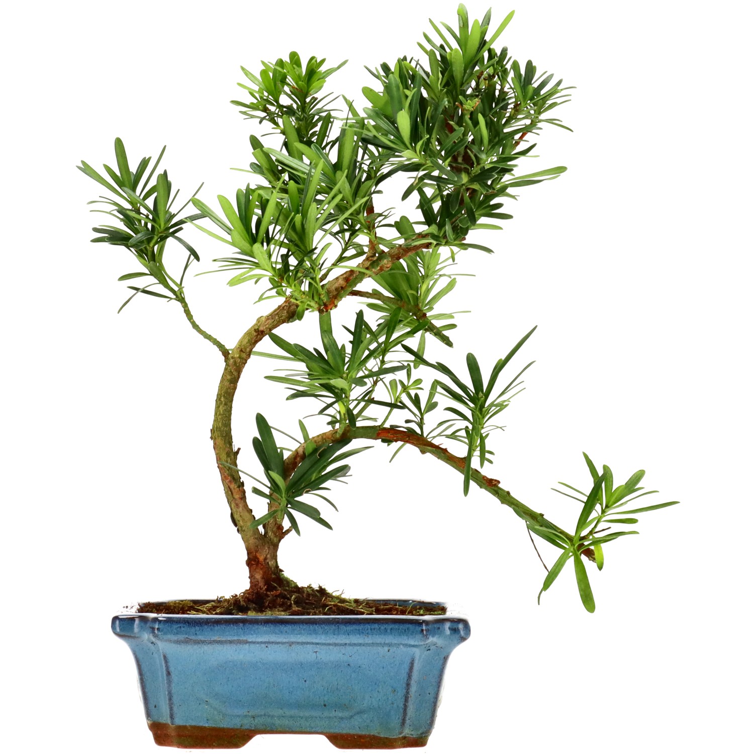 Chin. Steineibe, ca. 9 J. (31 cm)