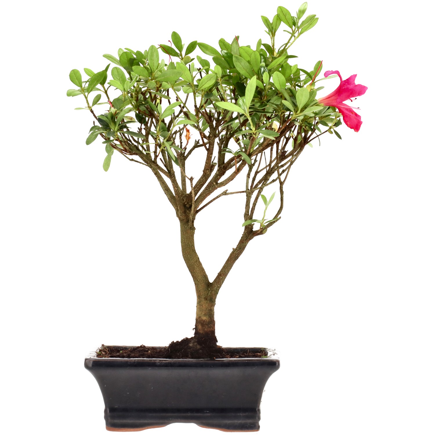 Jap. Azalee (Osakazuki), ca. 7 J. (28 cm)