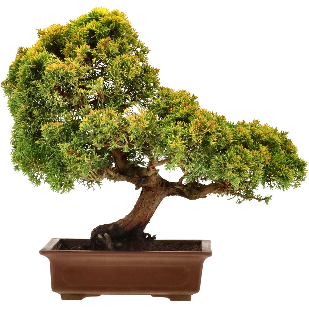 bonsai.fallbackImageTitle