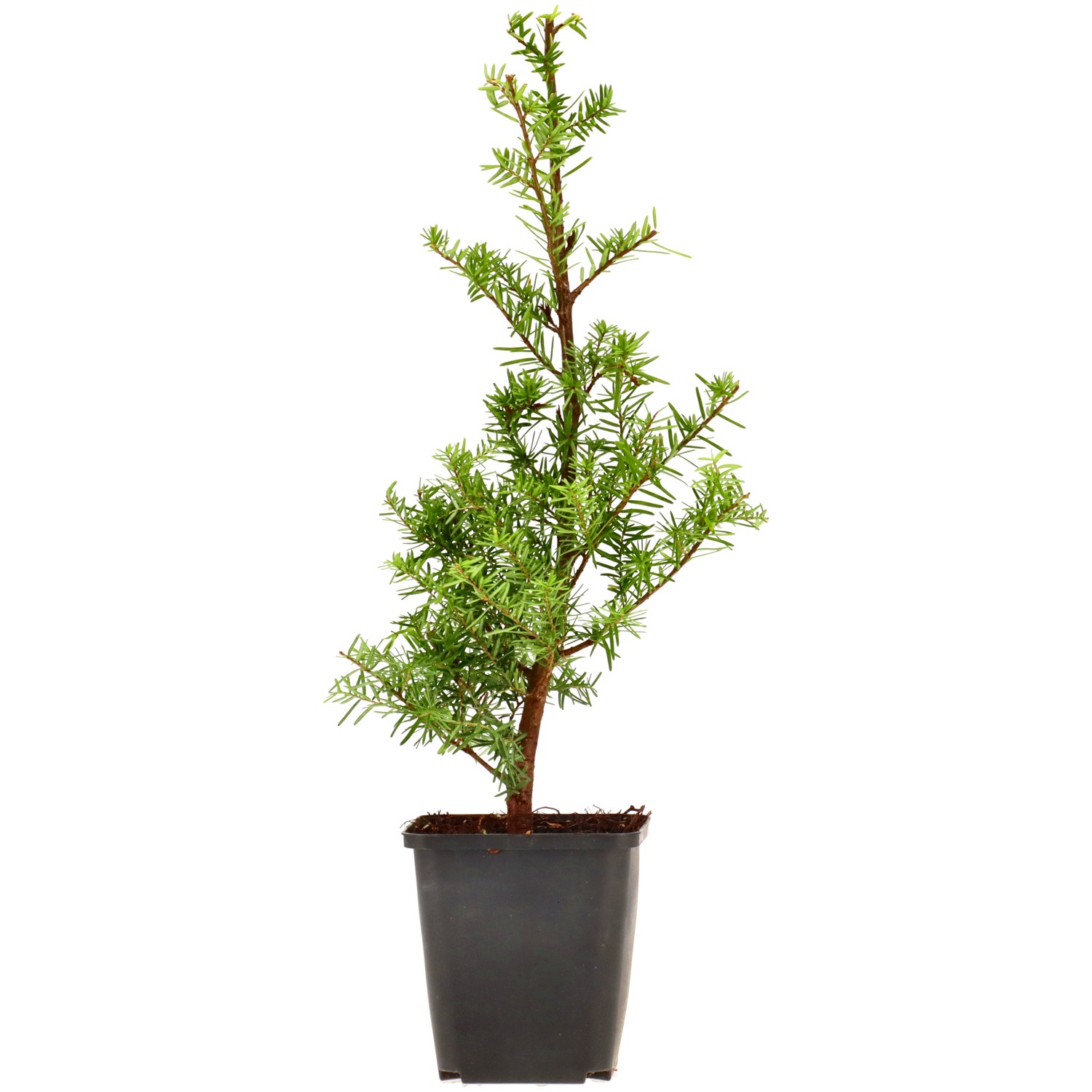 Hemlocktanne, ca. 3 Jahre (25-35 cm)