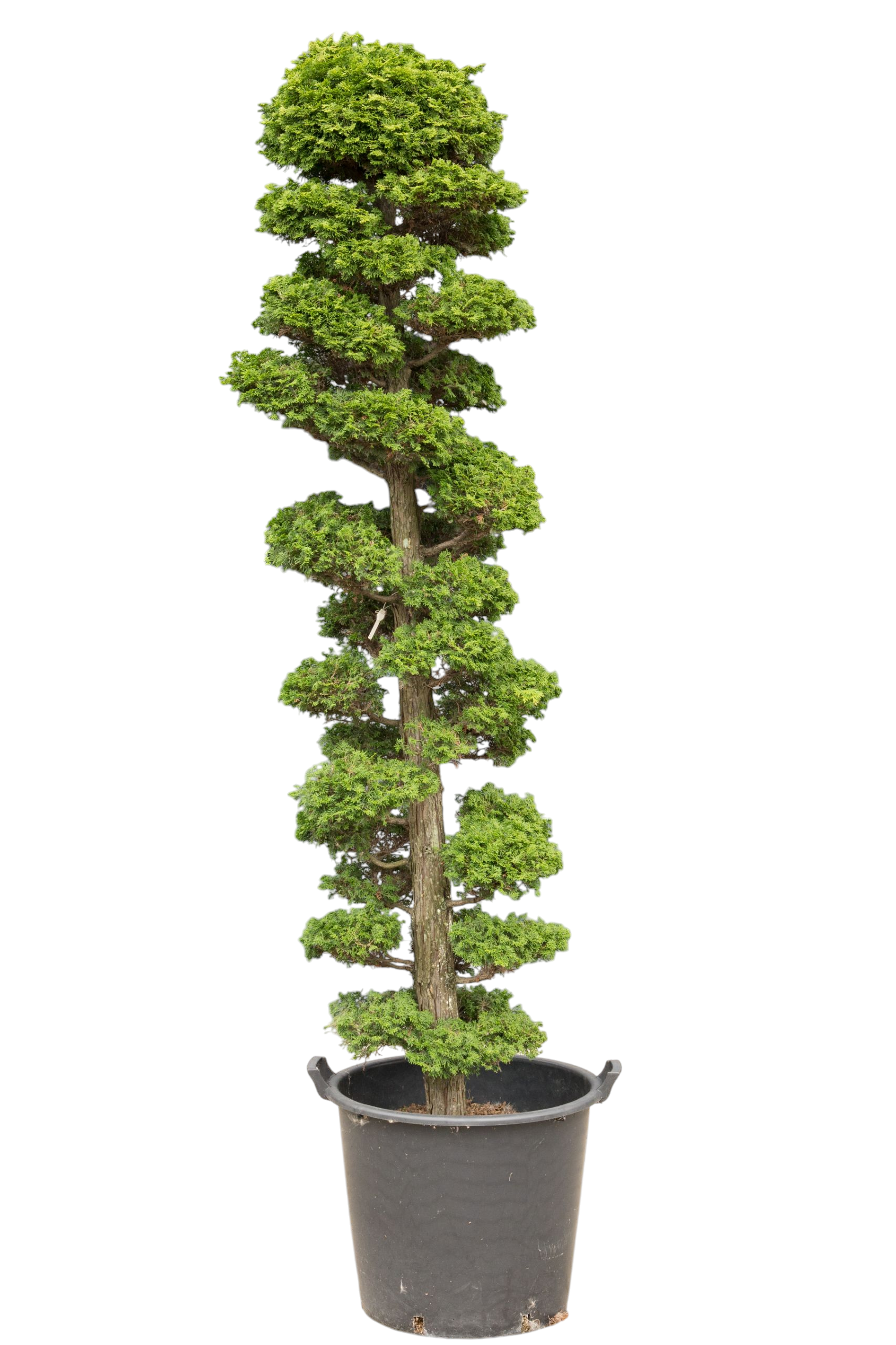 Tuinbonsai - Cypres, ca. 20 jaar (210 cm)