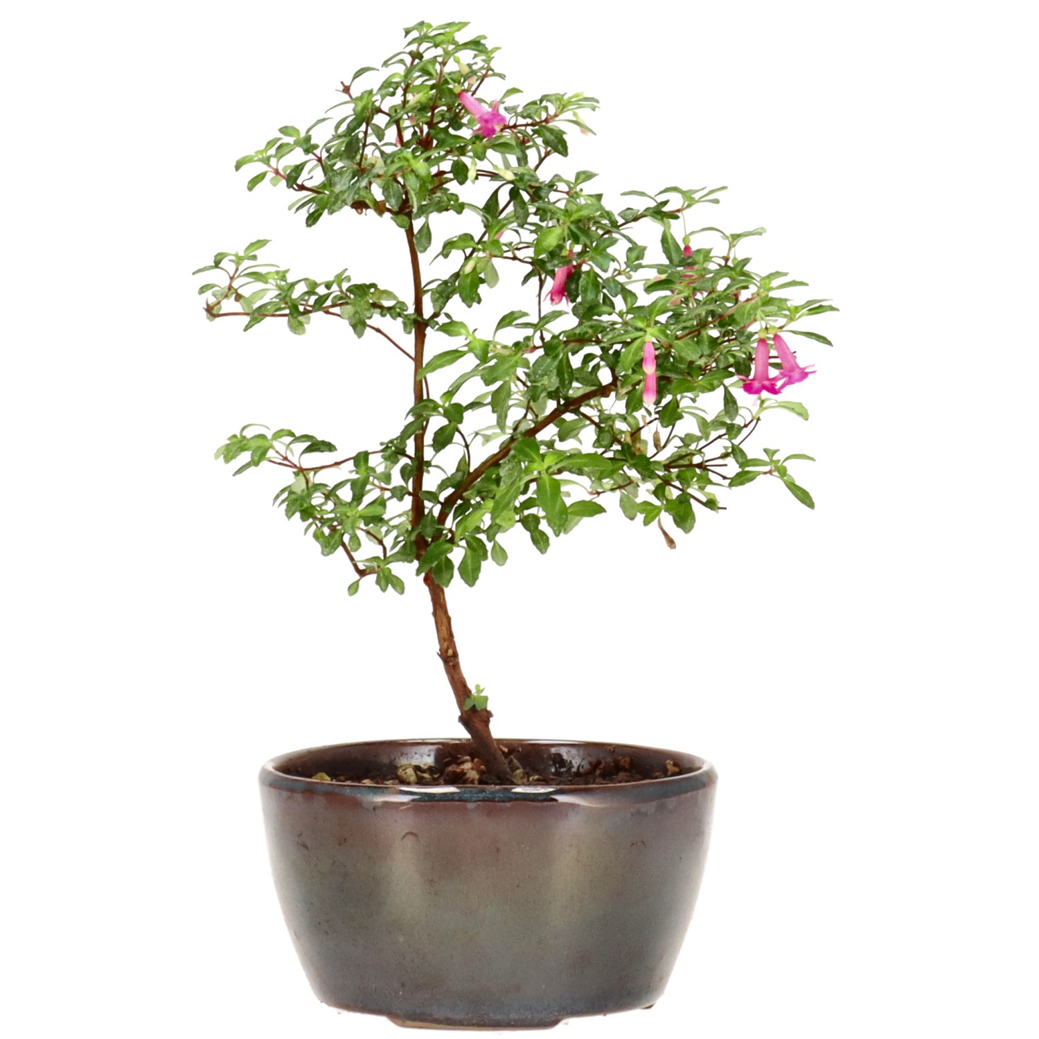 Fuchsie, ca. 1 J. (15 cm)