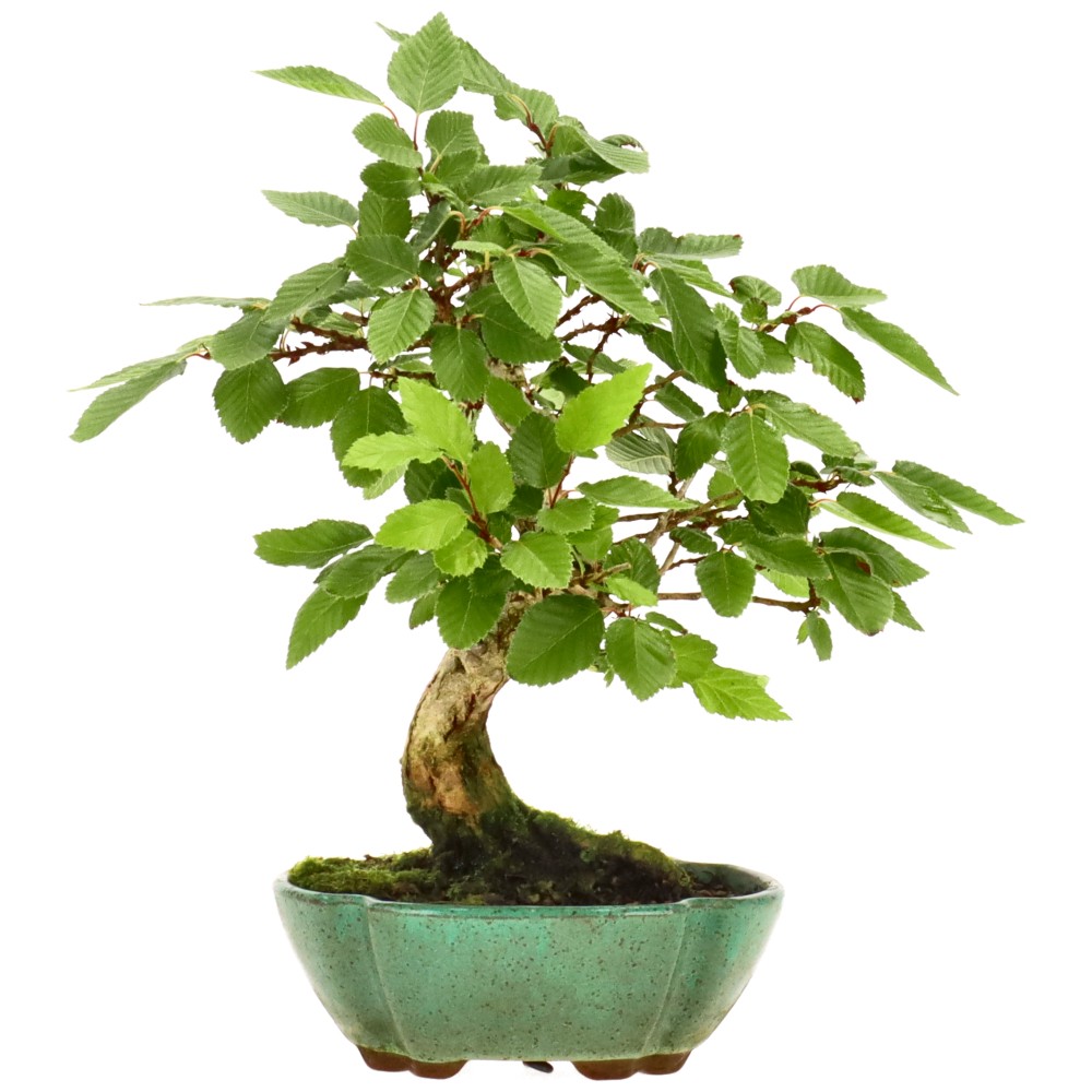 bonsai.fallbackImageTitle bonsai.fallbackImageTitle