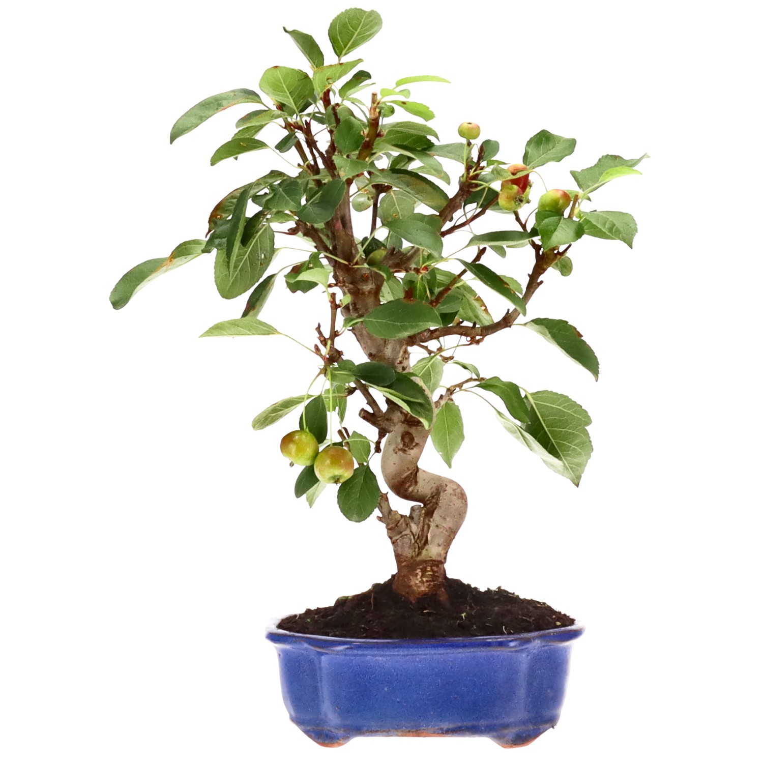 bonsai.fallbackImageTitle bonsai.fallbackImageTitle
