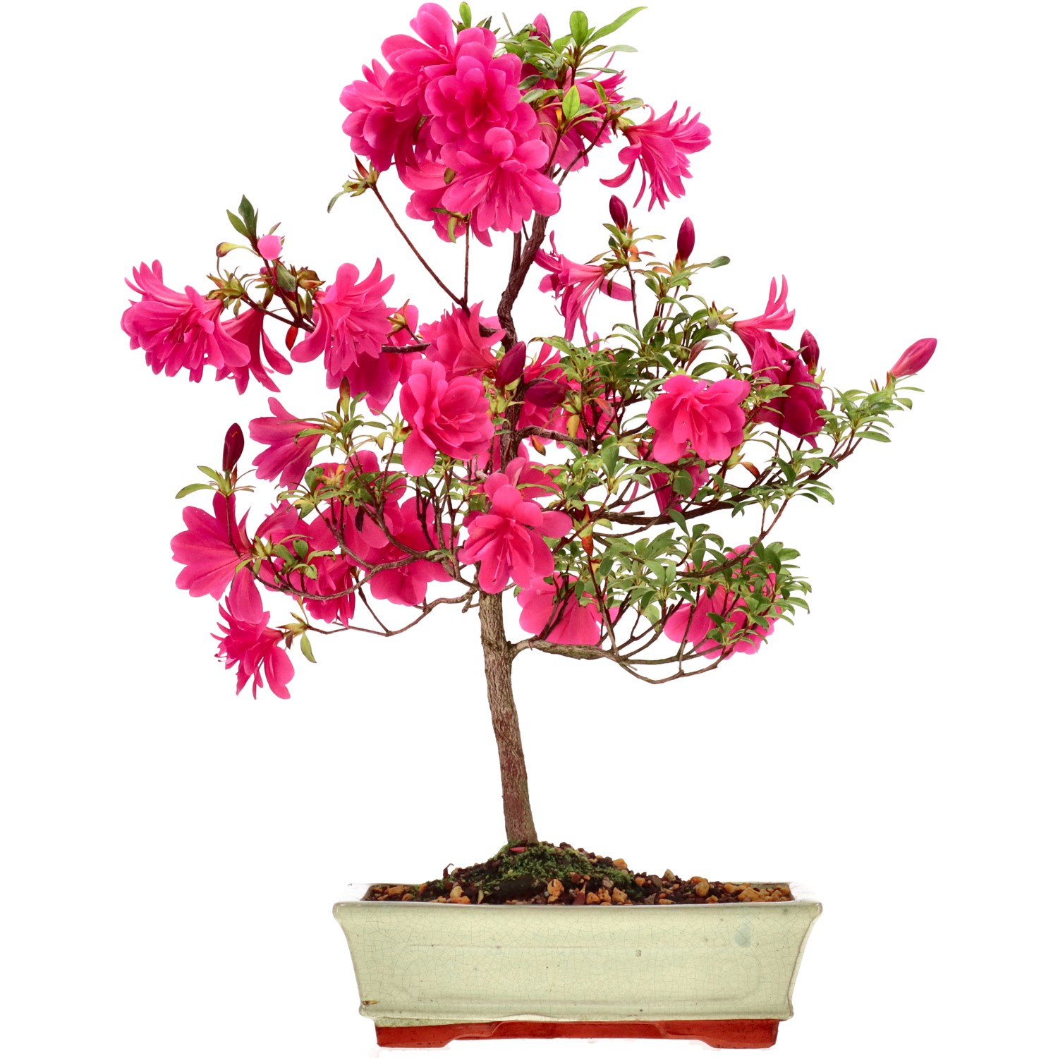 Azalea japónica, aprox. 8 años (45 cm)
