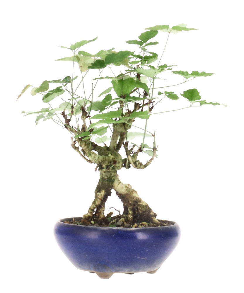 bonsai.fallbackImageTitle bonsai.fallbackImageTitle