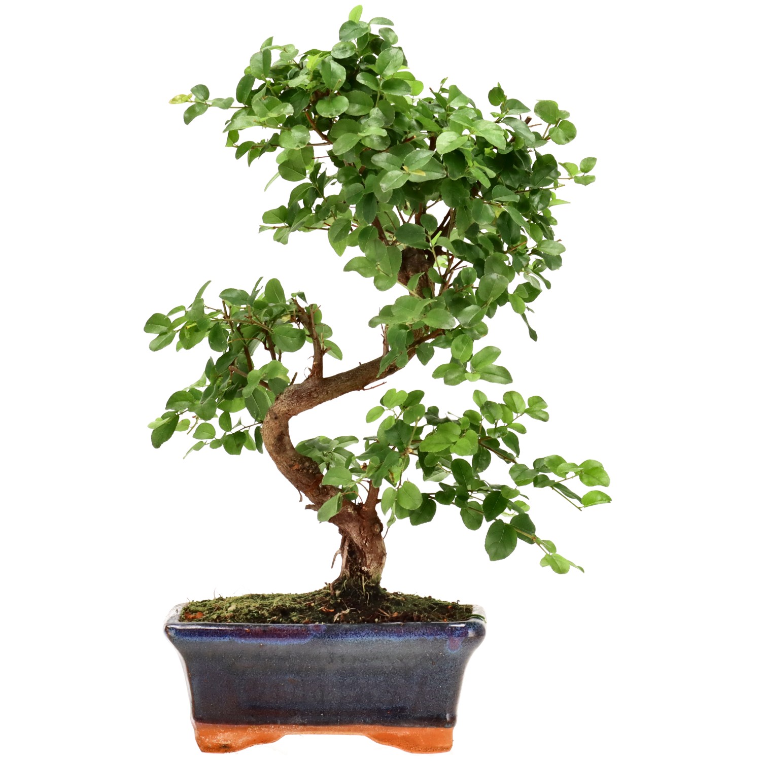 Sageretia theezans, ca. 9 anni (29 cm)