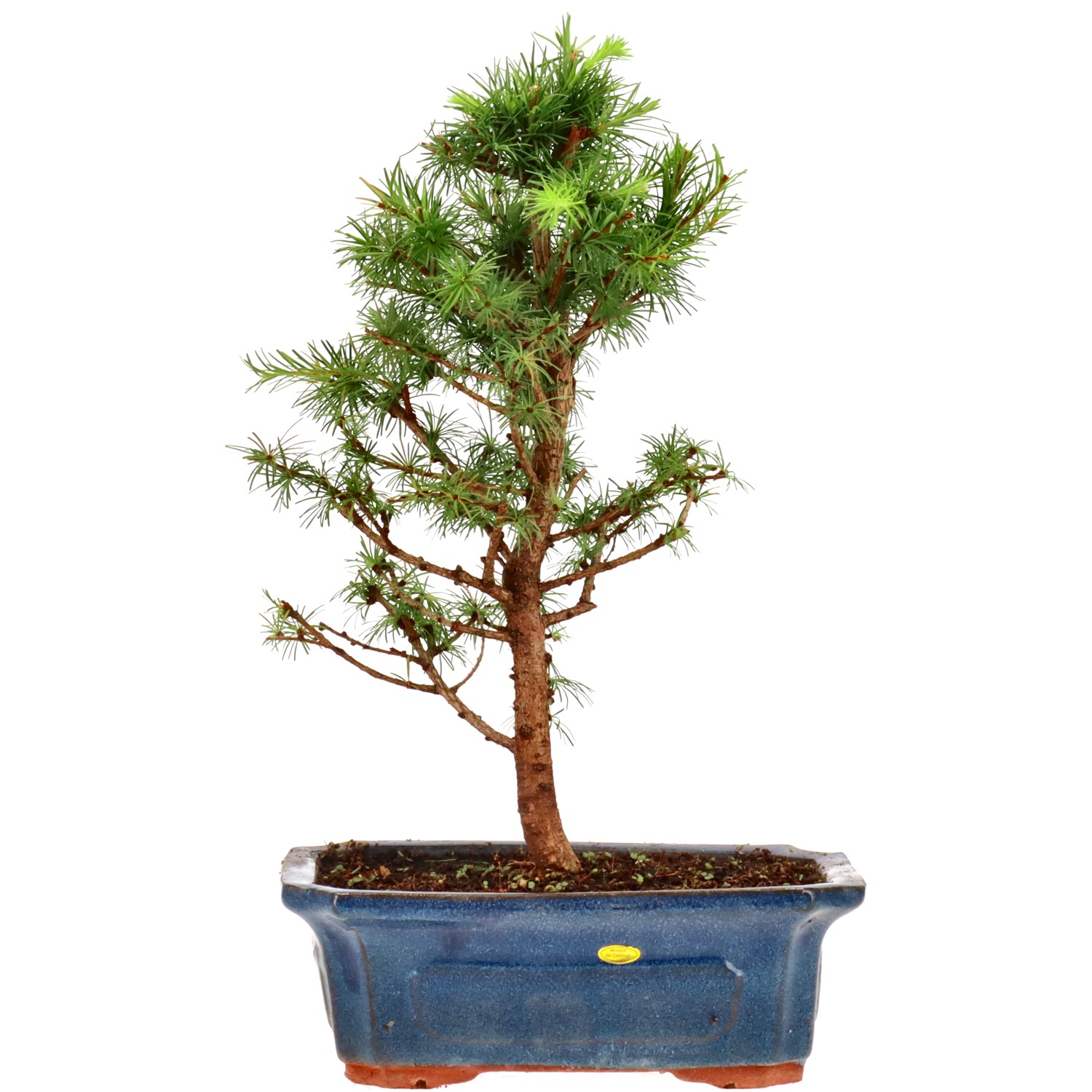 Alerce del Japón, aprox. 7 años (29 cm)