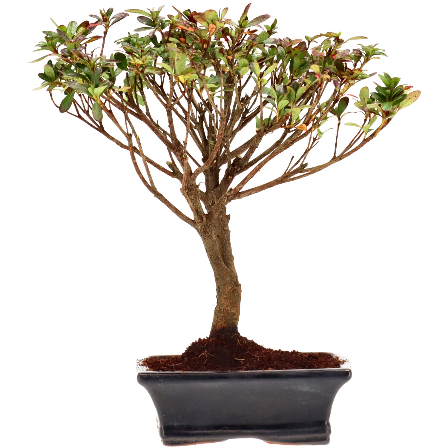 Azalea giapponese (Osakazuki), ca. 9 anni (24 cm)