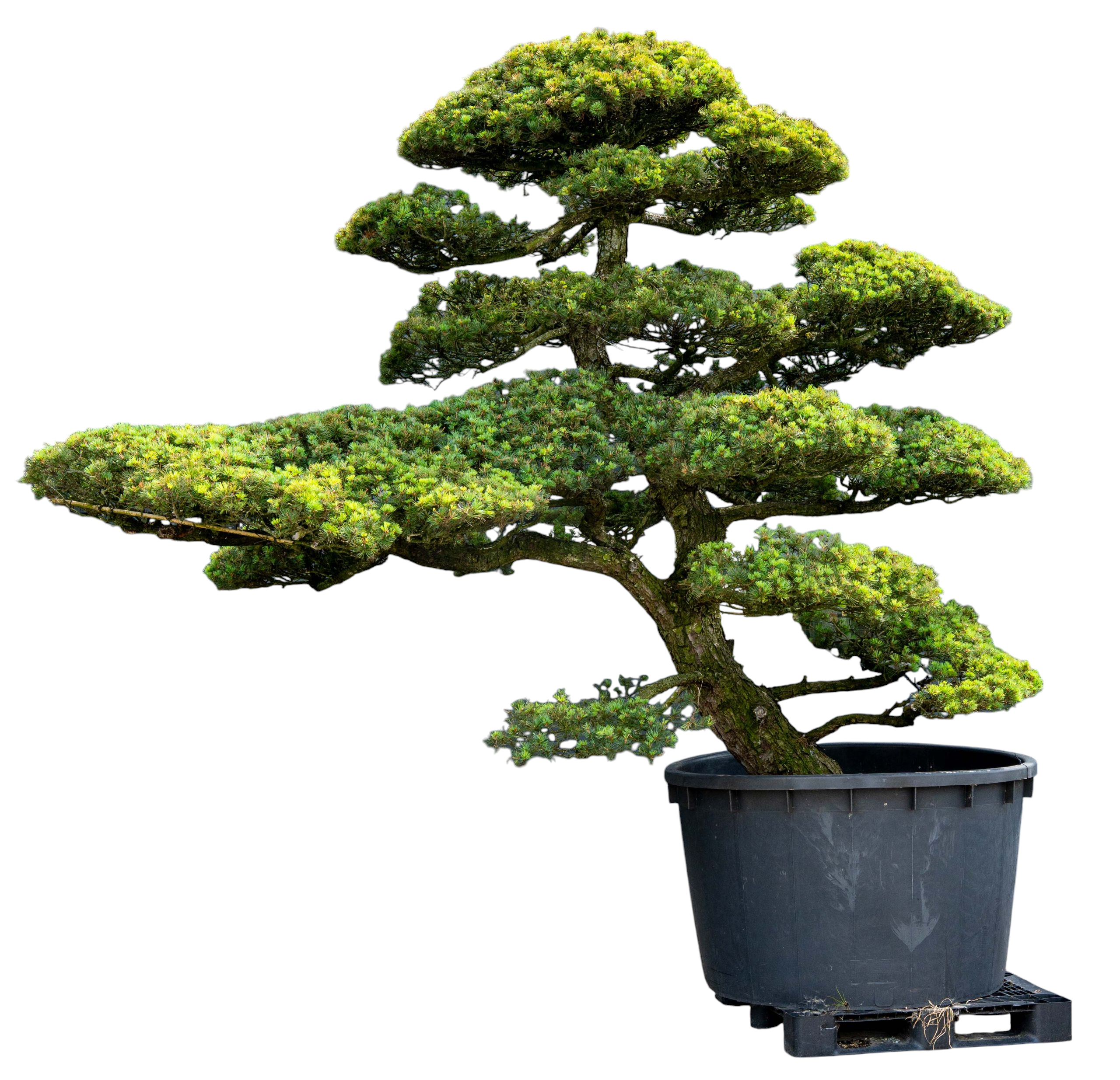 bonsai.fallbackImageTitle