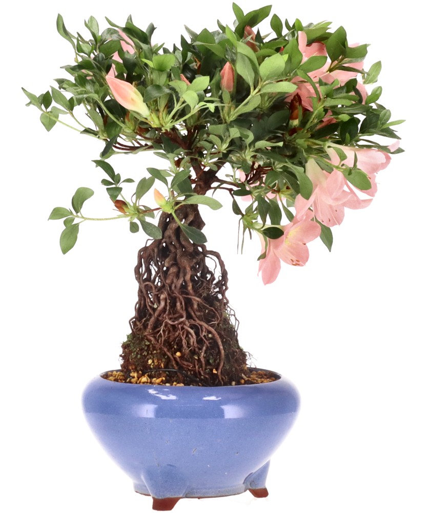 bonsai.fallbackImageTitle bonsai.fallbackImageTitle