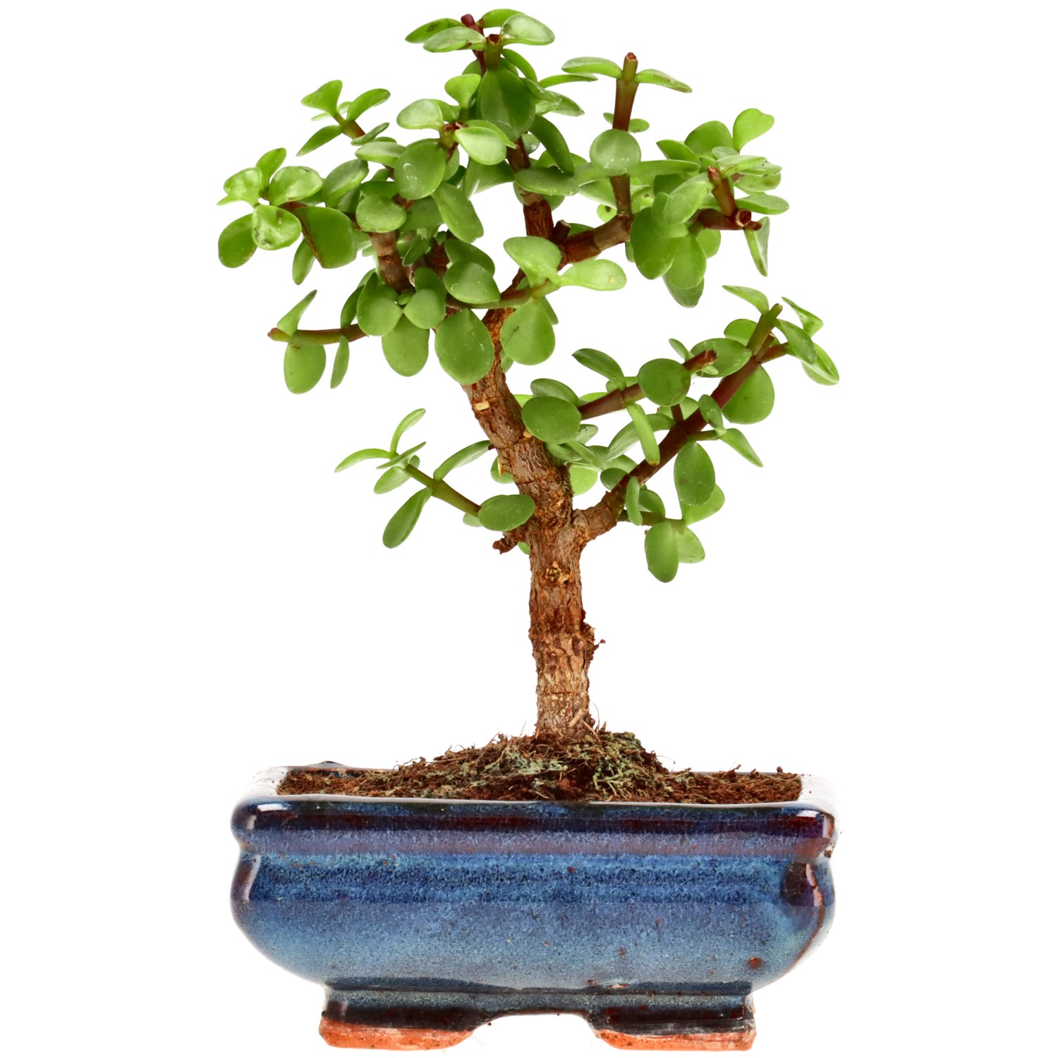 Jadebaum, ca. 7 J. (19 cm)