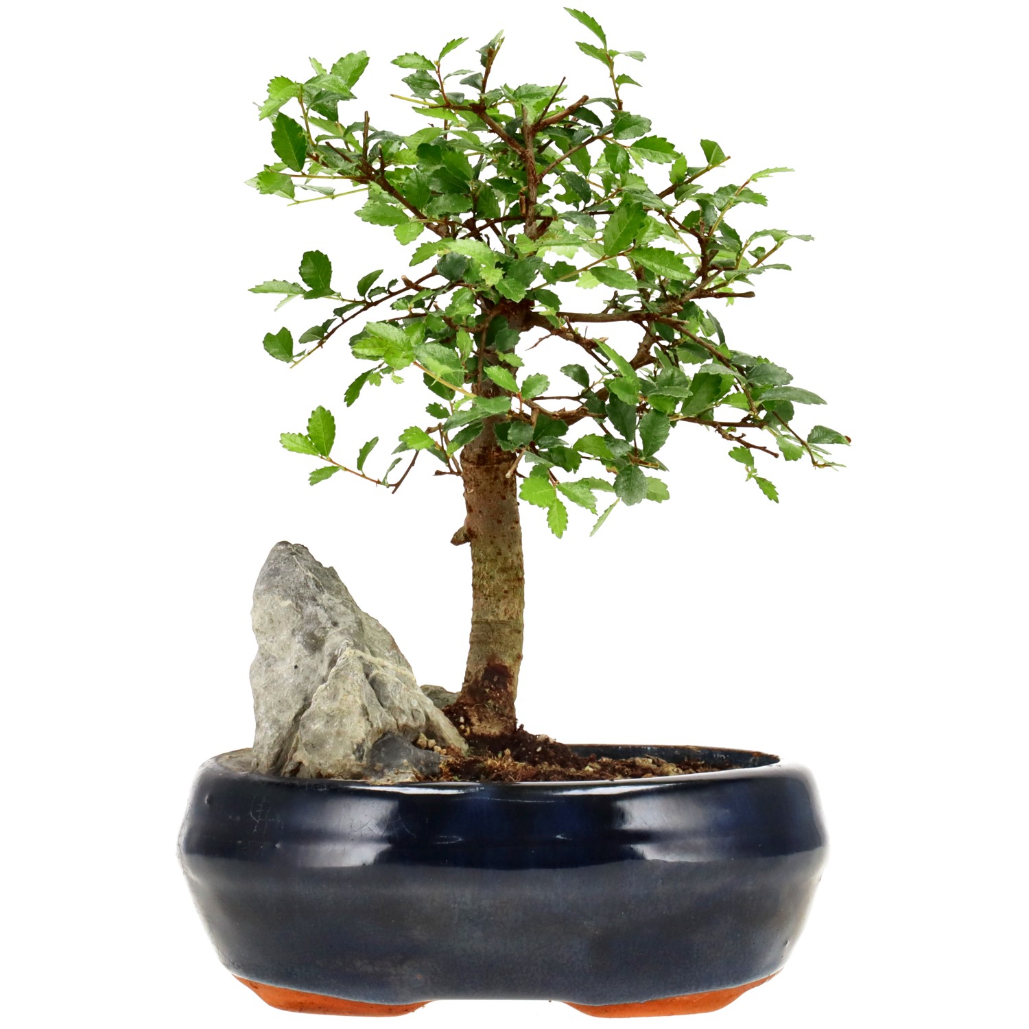 Orme de Chine, env. 6 ans (17 cm)