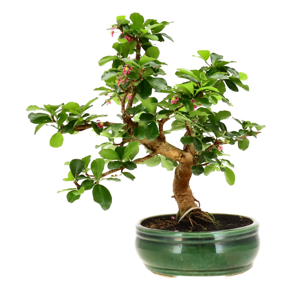 bonsai.fallbackImageTitle