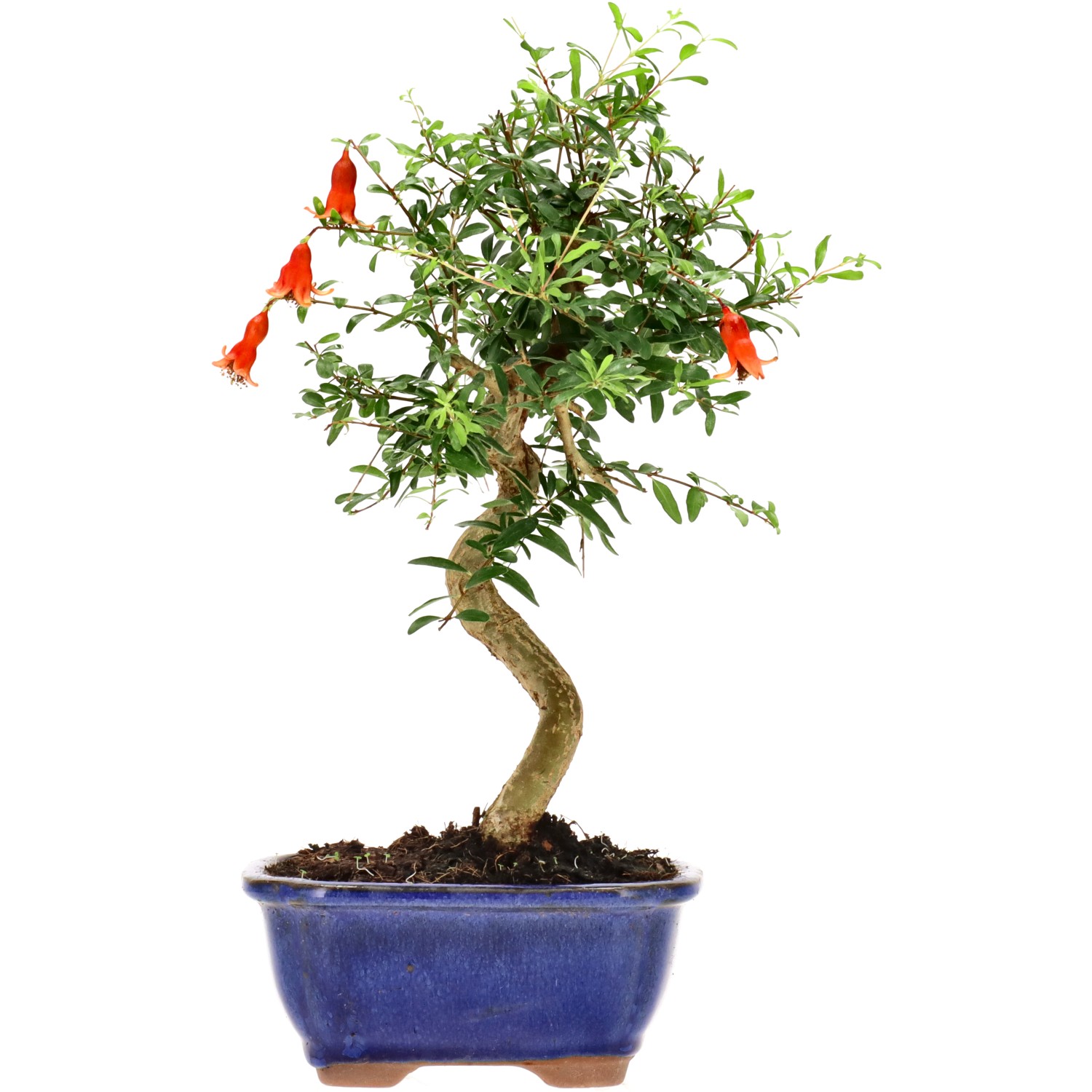 Granatapfel, ca. 9 J. (30 cm)