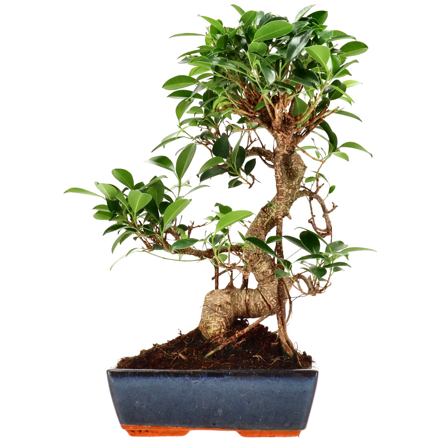 Ficus Retusa, ca. 14 anni (41 cm)