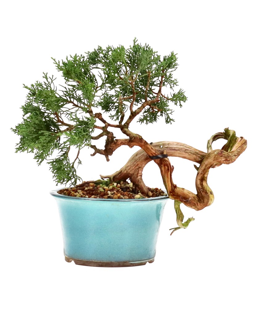bonsai.fallbackImageTitle bonsai.fallbackImageTitle