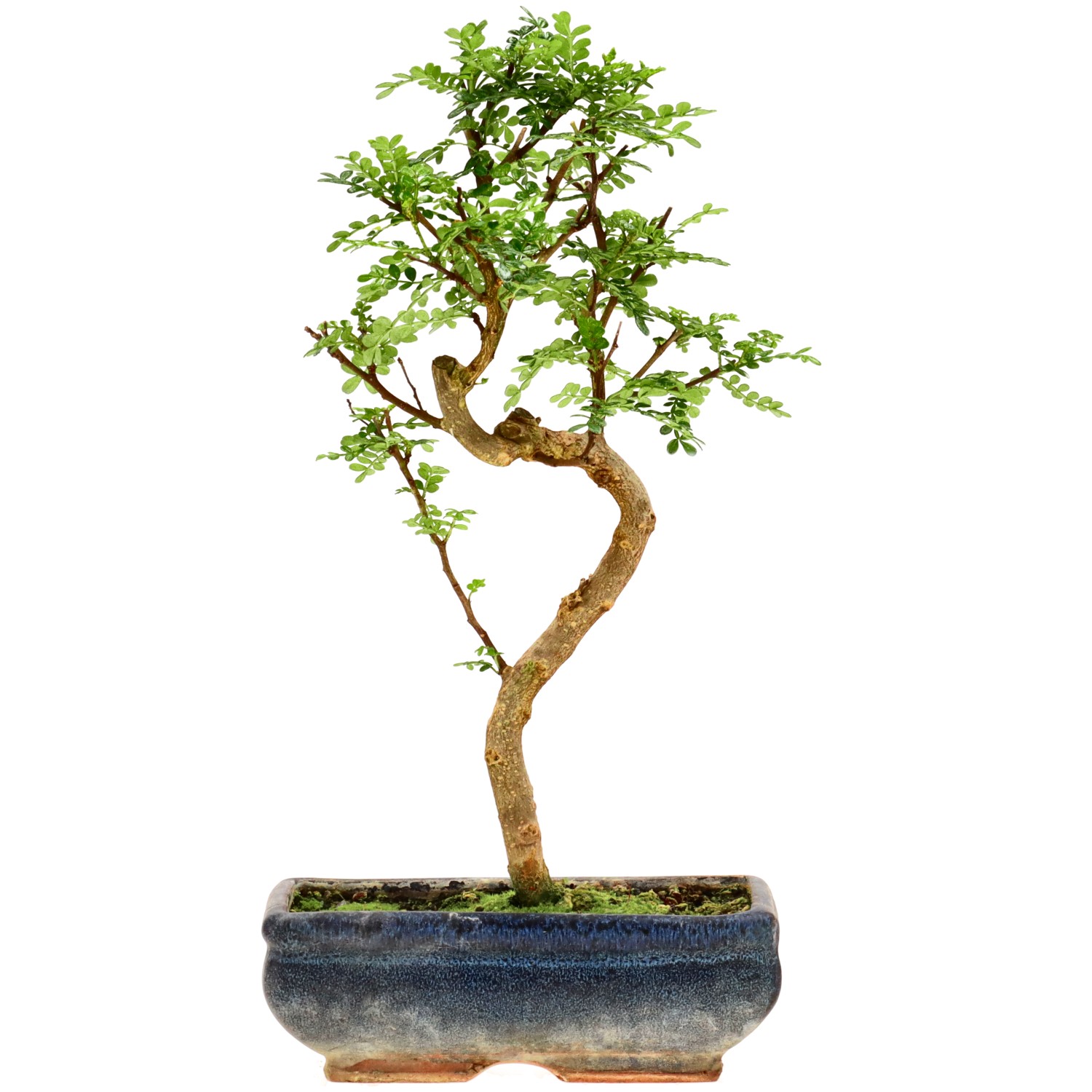 Japanse peperboom, ca. 9 j. (31 cm)