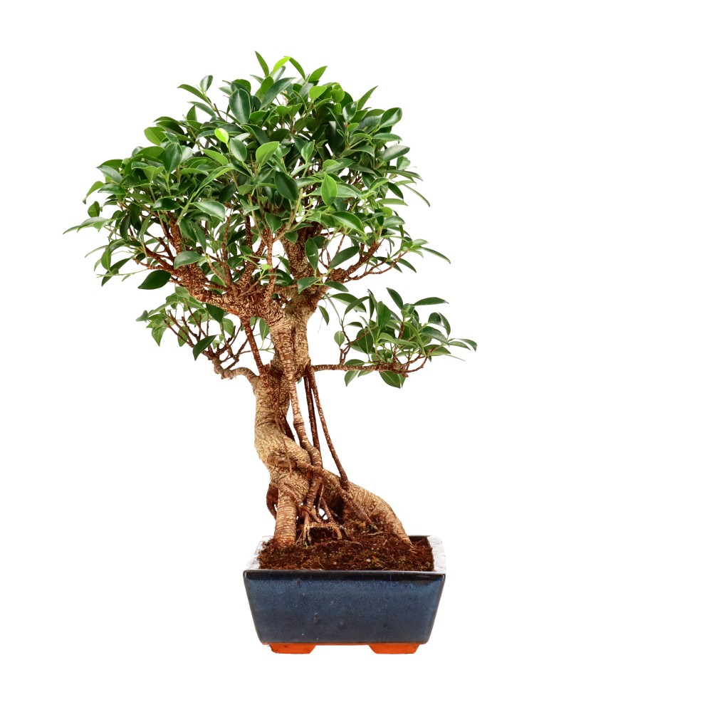 bonsai.fallbackImageTitle bonsai.fallbackImageTitle