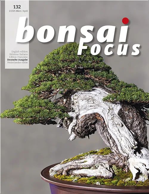 Bonsai-Focus 2025 (132), Mär/Apr. Bonsai-Focus 2025 (132), Mär/Apr.