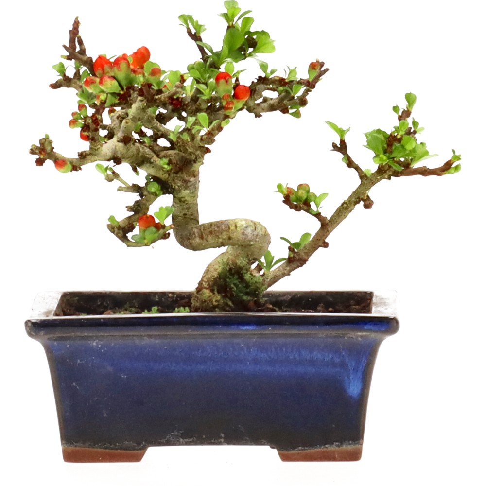 bonsai.fallbackImageTitle bonsai.fallbackImageTitle